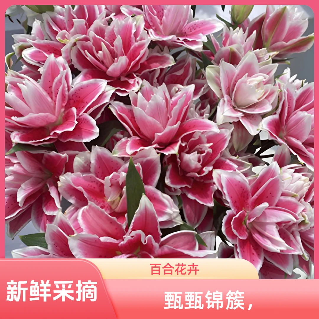 百合重瓣火星之恋(中香型)东北基地新鲜采摘