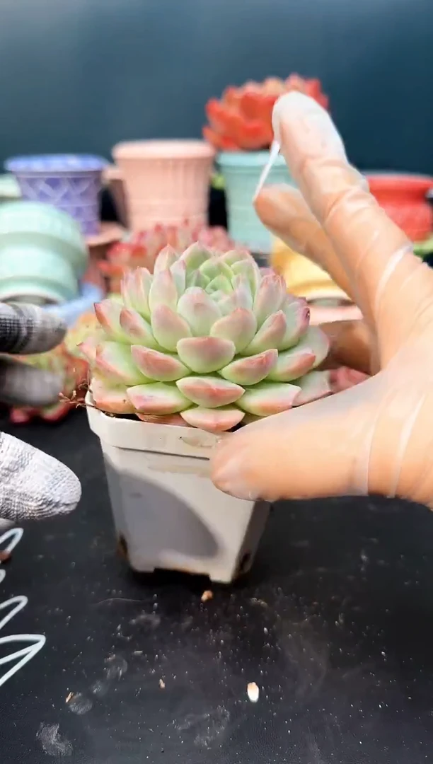 喵*酱2  505梦瑶  （冠幅 8 cm）