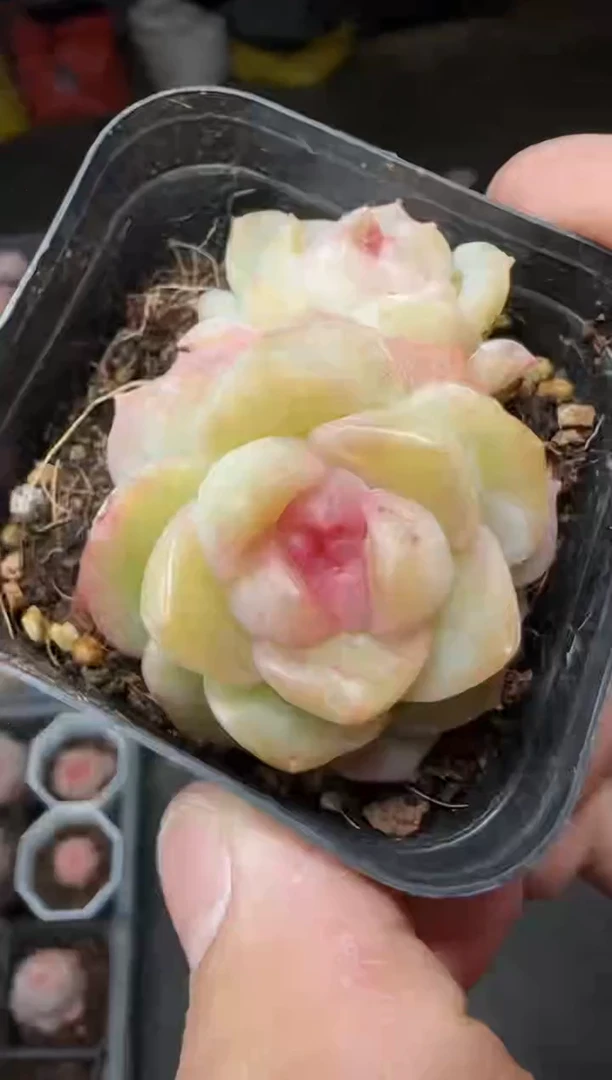 【闪购商品】一物一拍0213—1