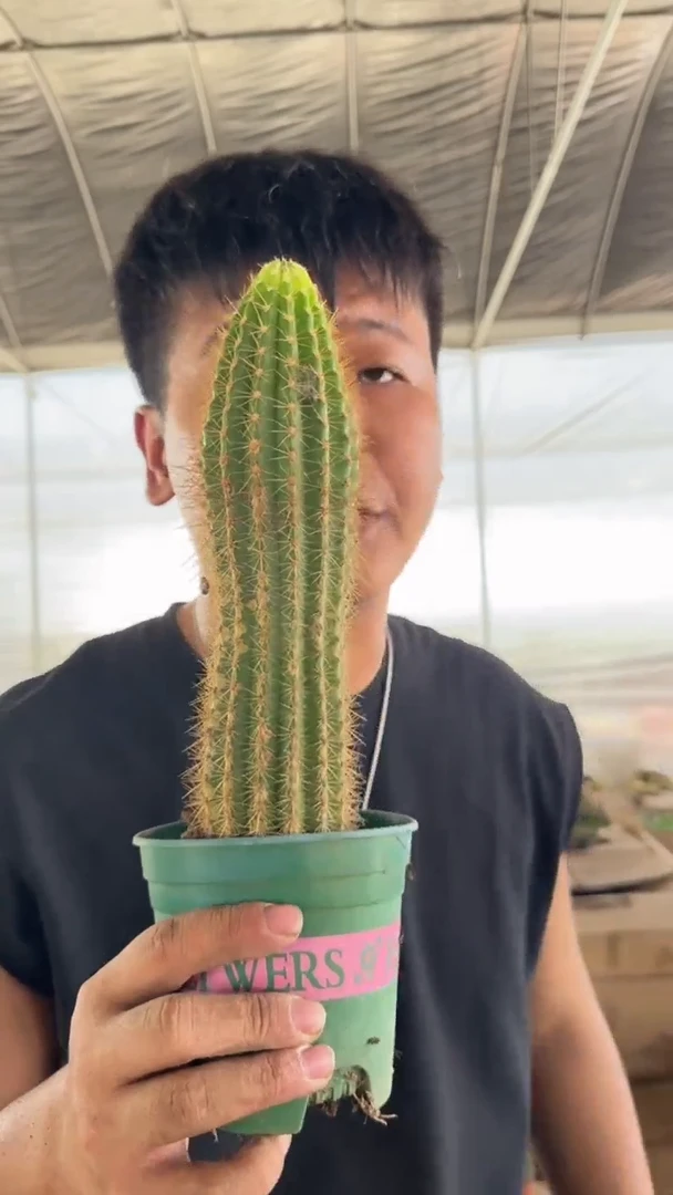 飞碟 毛花柱【带根】12-20cm