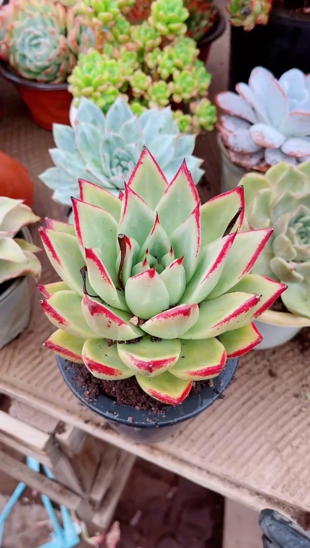 深*深29084多肉植物一物一拍