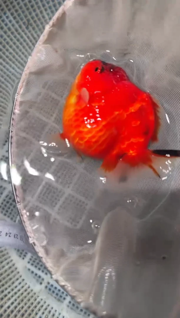 狮头鱼拍包装费，一包两条，没拍运费到付。