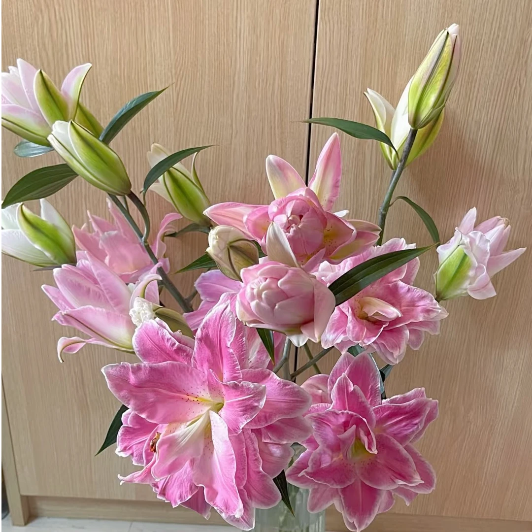 【莲花之境】 重瓣香水百合花种有香味香水百合庭院阳台花球