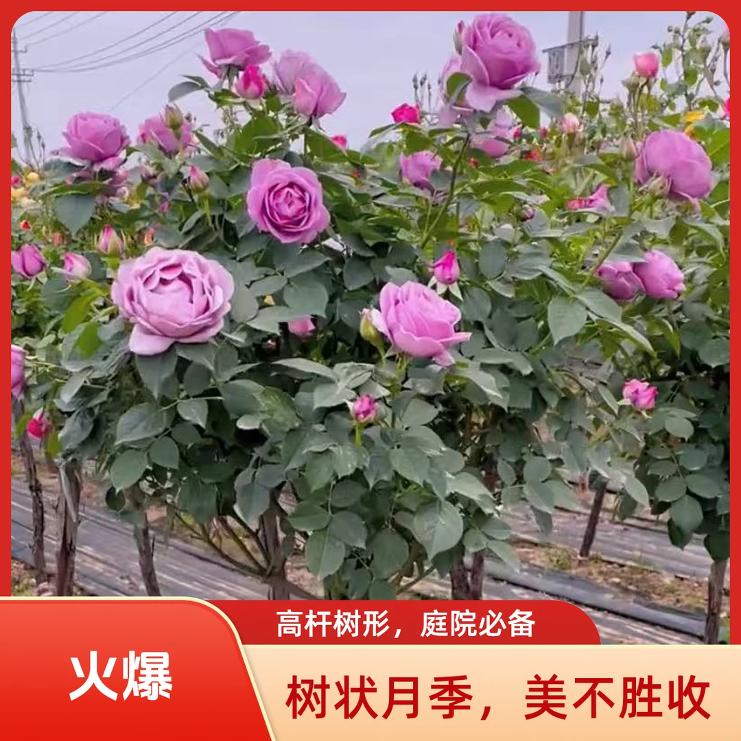 蓝色风暴树状月季优雅造型高杆树形庭院花园必备