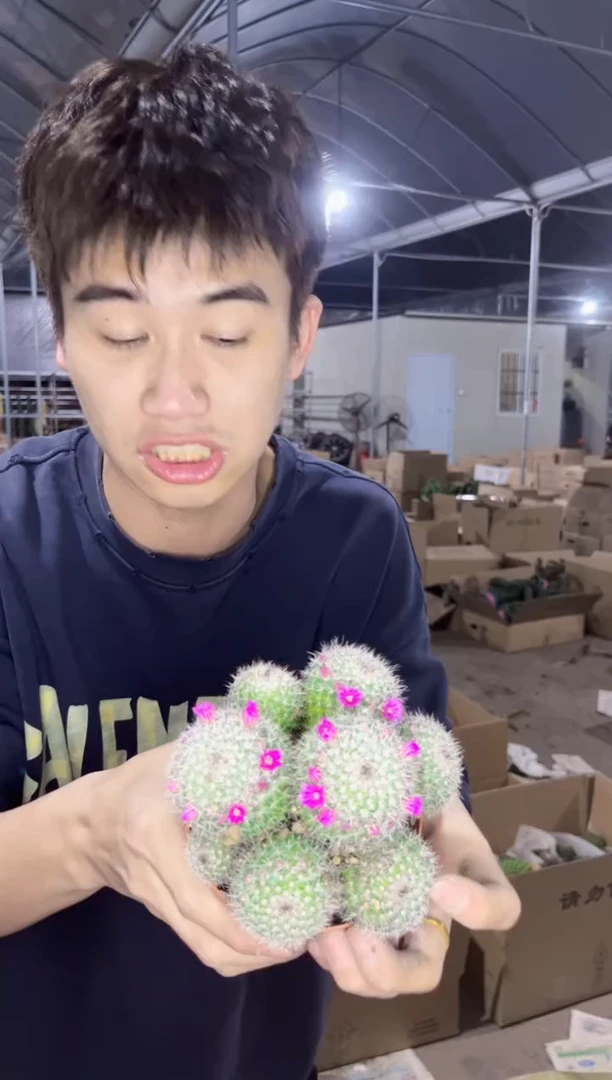 【闪购商品】实生根 多头 玉翁