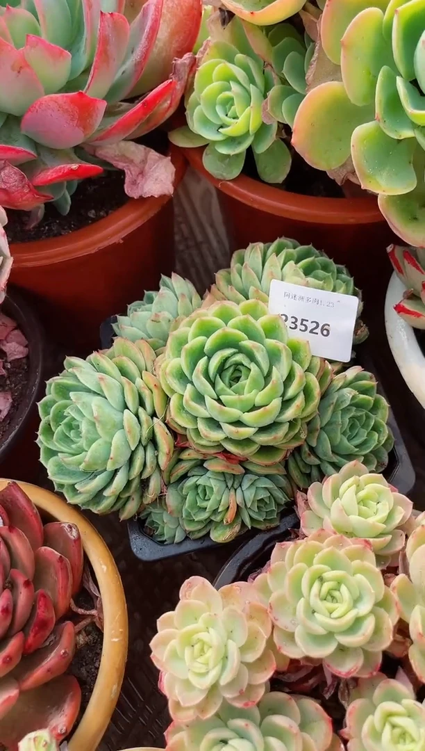 【闪购商品】23526