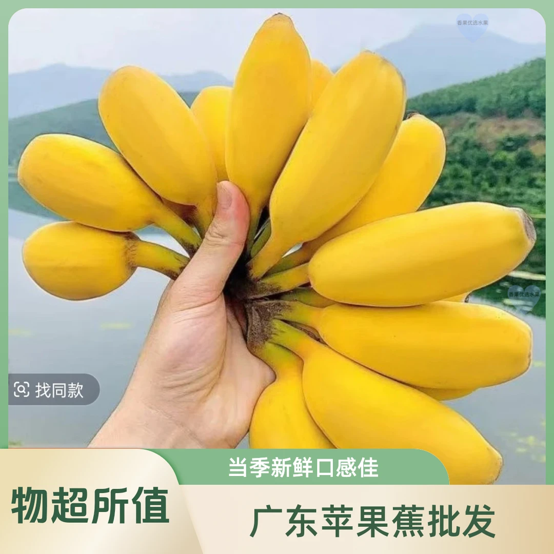 新鲜正宗广东当季苹果蕉现摘粉糯香甜比香蕉美味的水果粉蕉批发包