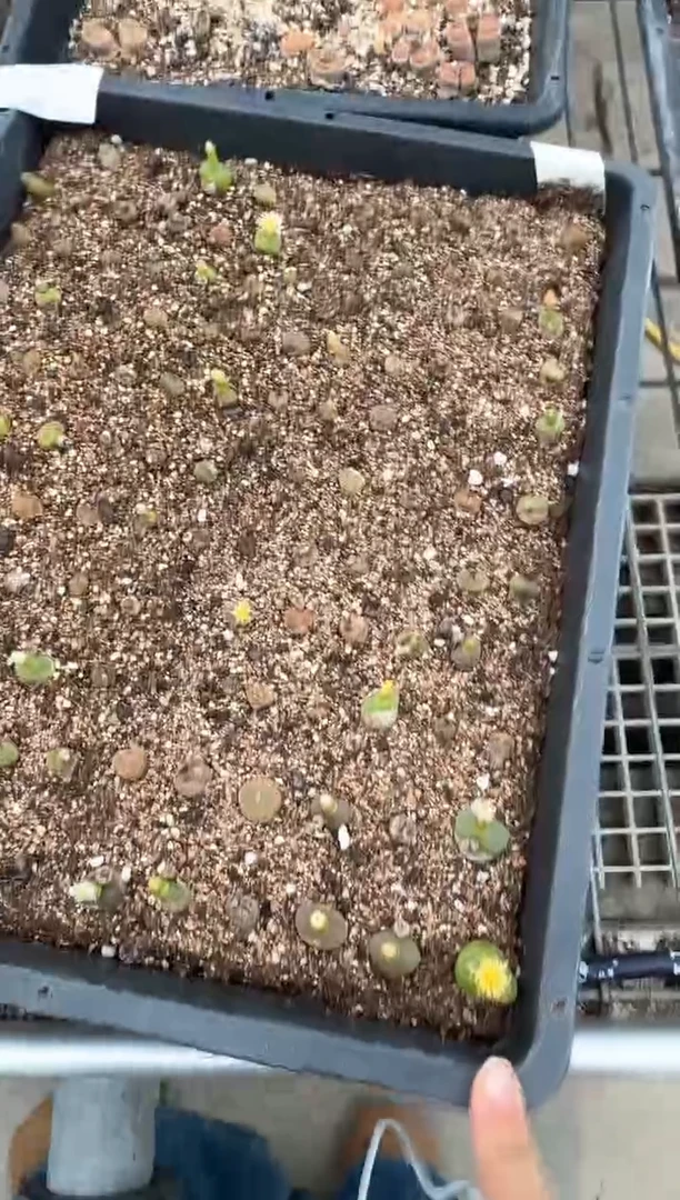 肉锥生石花脱土发10-372