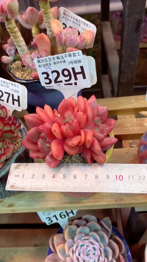 329H （一物一拍 所见即所得 满28包邮非偏远）