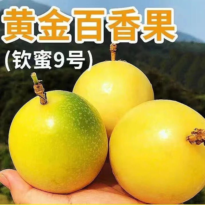 S正宗广西钦蜜九号百香果新鲜现摘香甜多汁当季水果XSJWH旗舰店