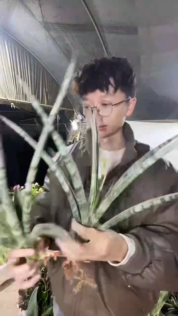 白天鹅虎皮兰裸根38.8