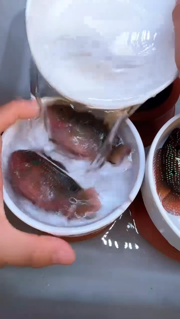 红宝石鱼红宝石球2条公