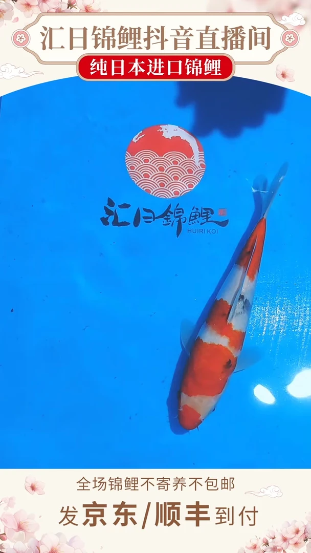 锦鲤伊佐昭和--B07 （京东/顺丰到付）