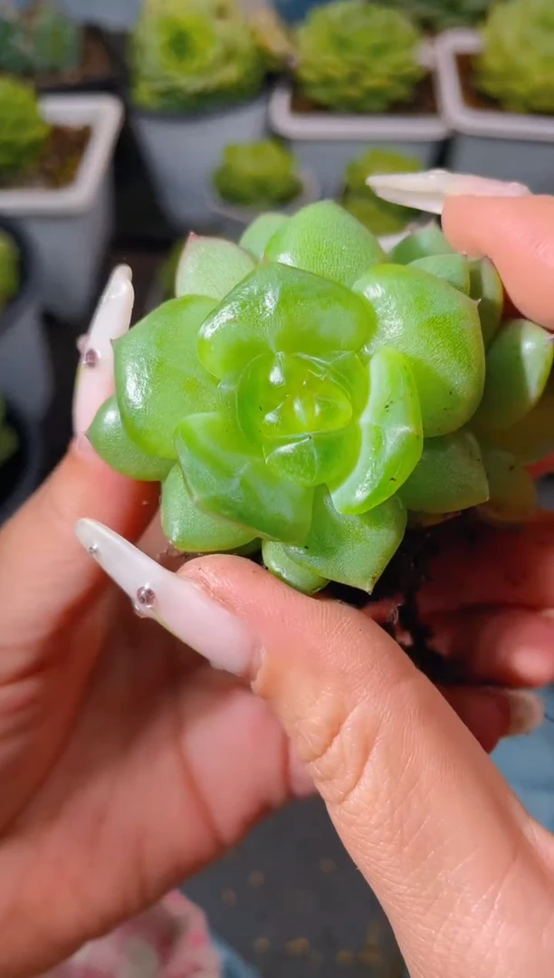 223新品一物一拍