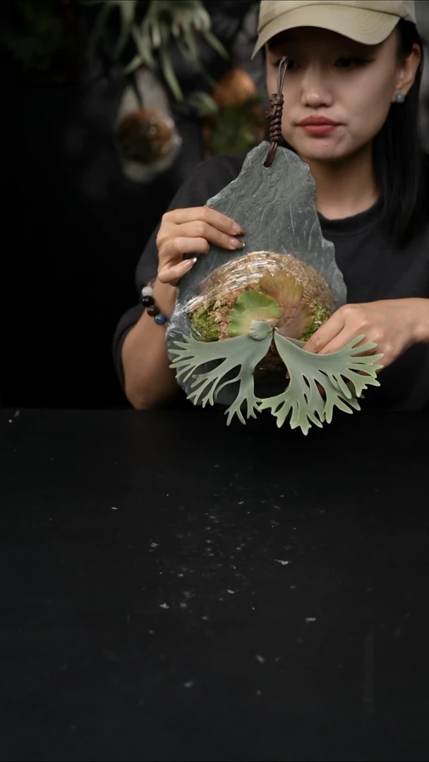 不开花植物LC1217-25 玉女