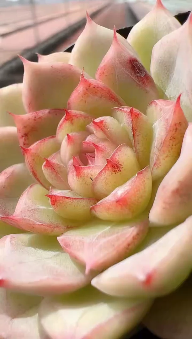 【闪购商品】新-30