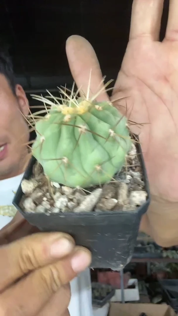 自根逆琳带盆土29.99