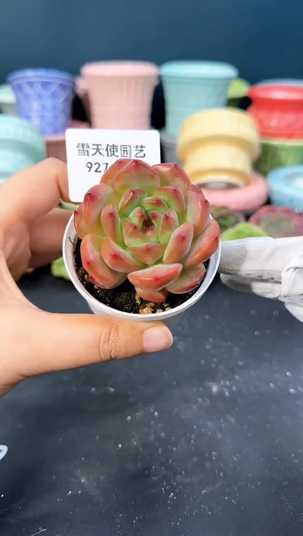 927-070霓裳（冠幅5cm）