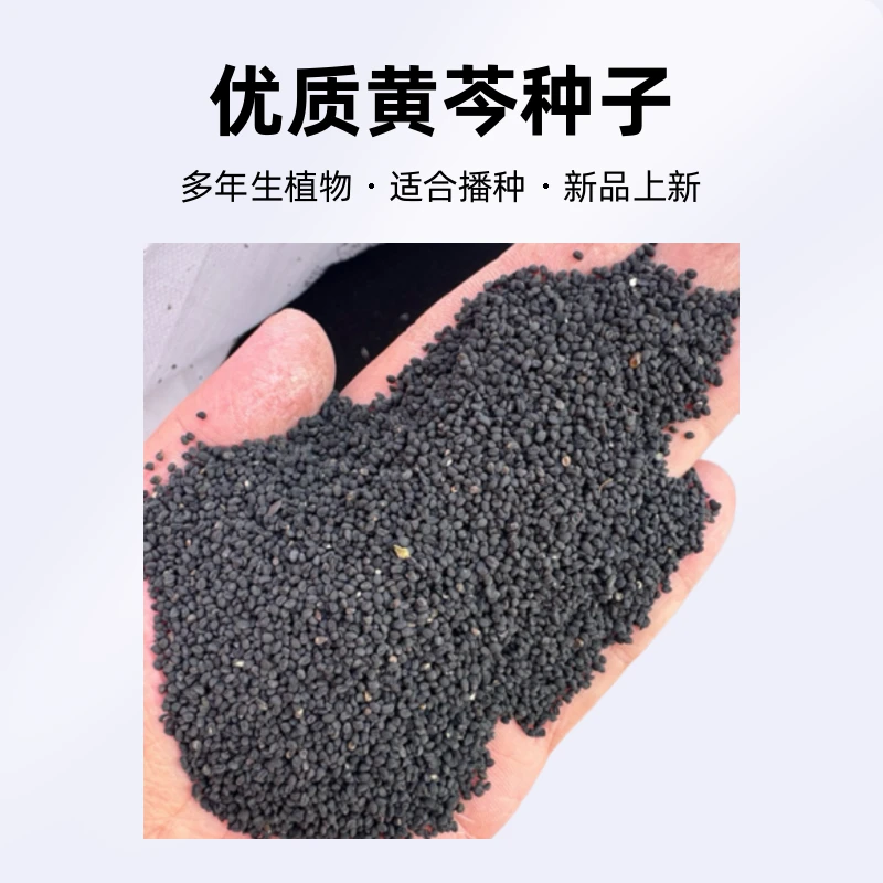 优质色选黄芩种子