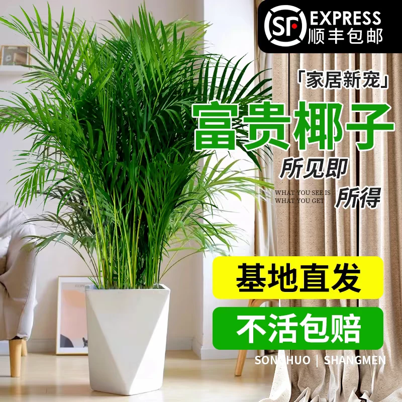 富贵椰子1.5-1.6米室内大型落地绿植四季常青简单好养活