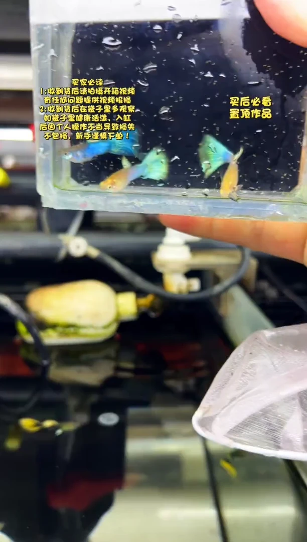 孔雀鱼无怨孔雀鱼