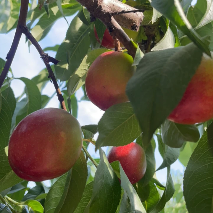 邳州本地 艾山油桃