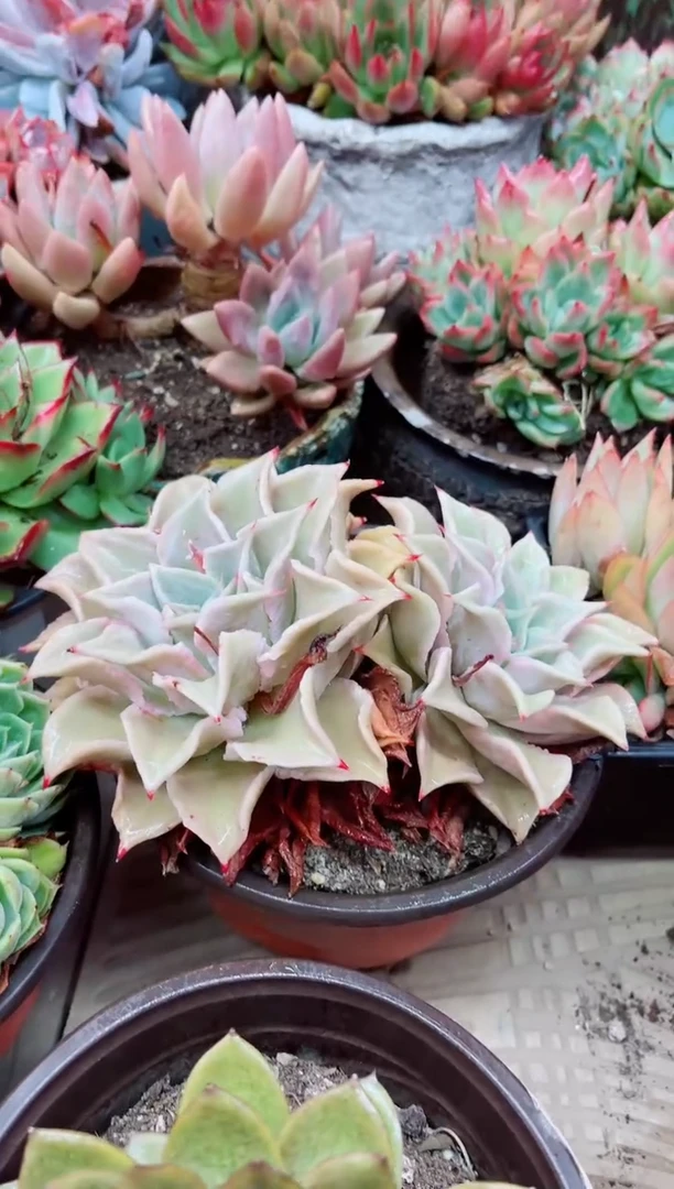 25025多肉植物一物一拍