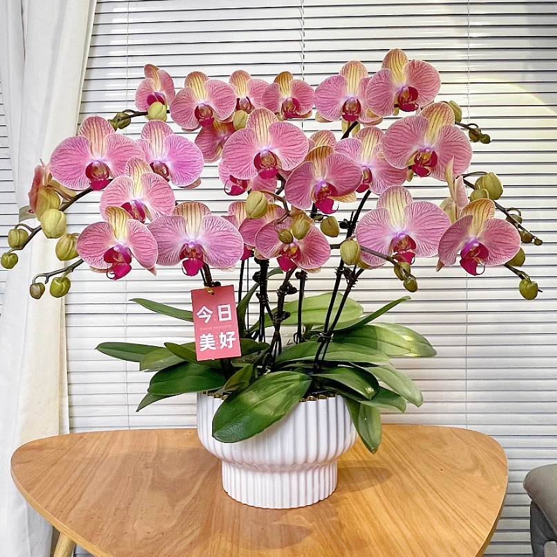 【和弘-蝴蝶兰】高端鲜花 送礼 家居摆件 易养花期长 基地直发