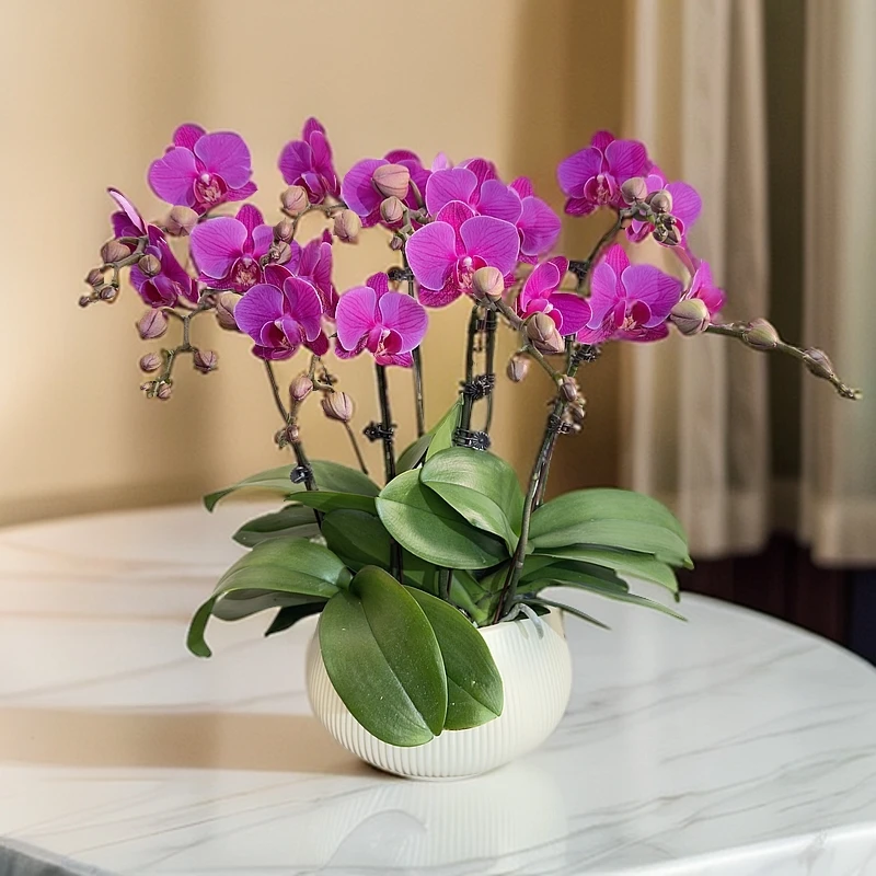 蝴蝶兰【福星】盆栽花卉观花植物室内好养易活四季开花