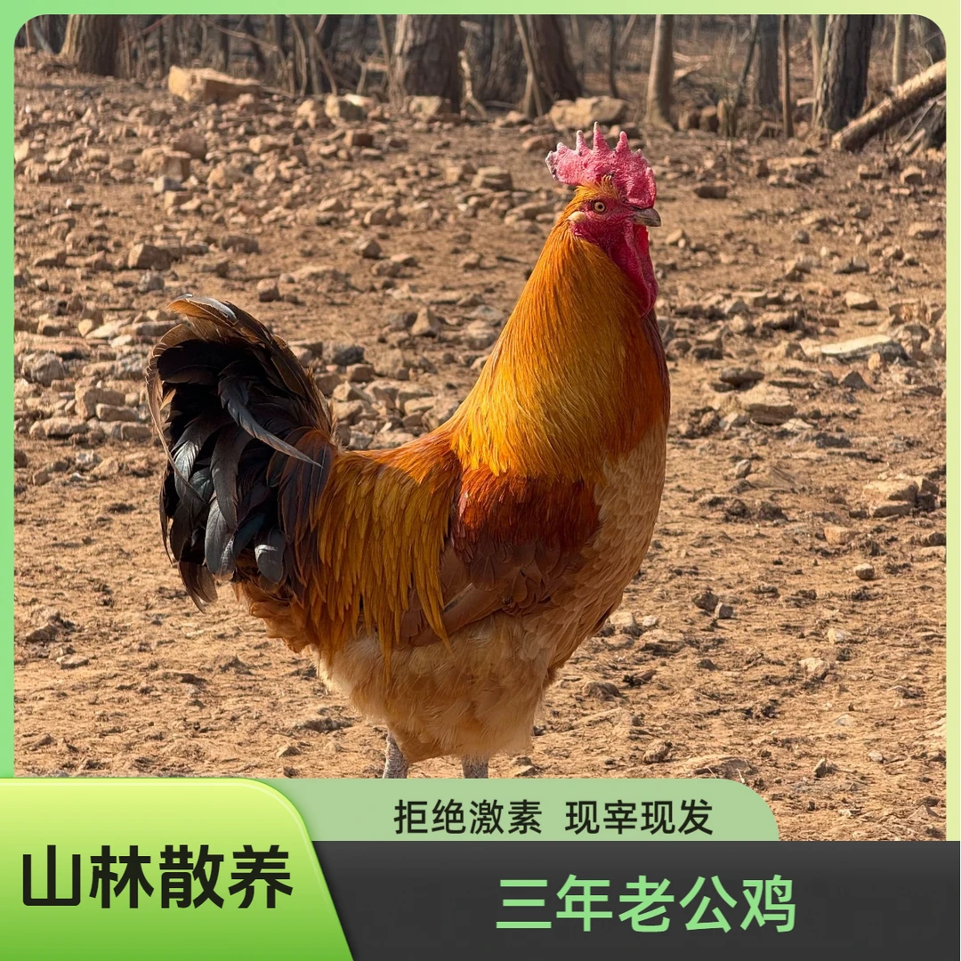 【一只（约5.5斤左右）】山林散养大公鸡顺丰包邮现杀现发