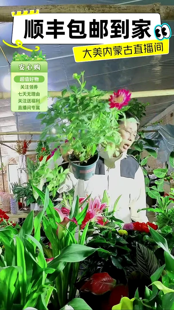 完全开放荷花大丽
