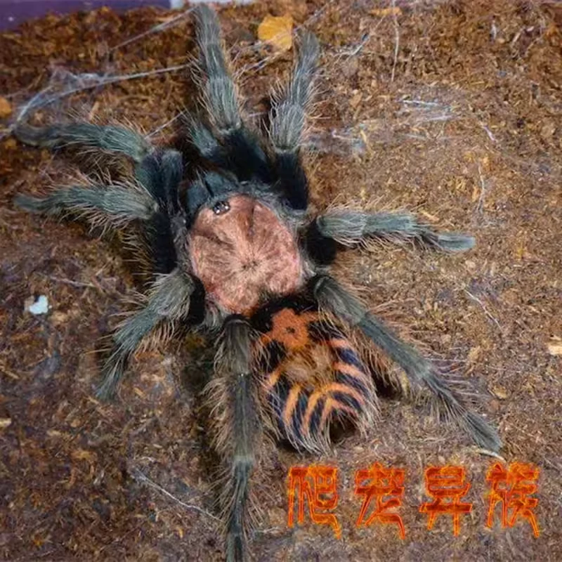 哥斯达黎加老虎尾蜘蛛哥虎蜘蛛 活体宠物蜘蛛哥虎宠物蜘蛛