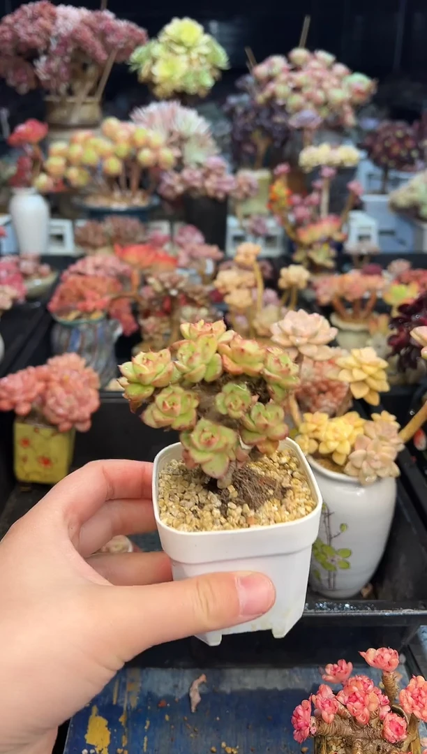 【闪购商品】412不带盆