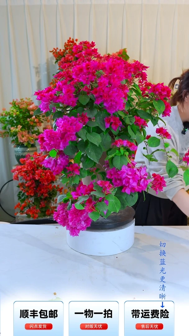 大部分开放少量花苞米*菜重瓣红