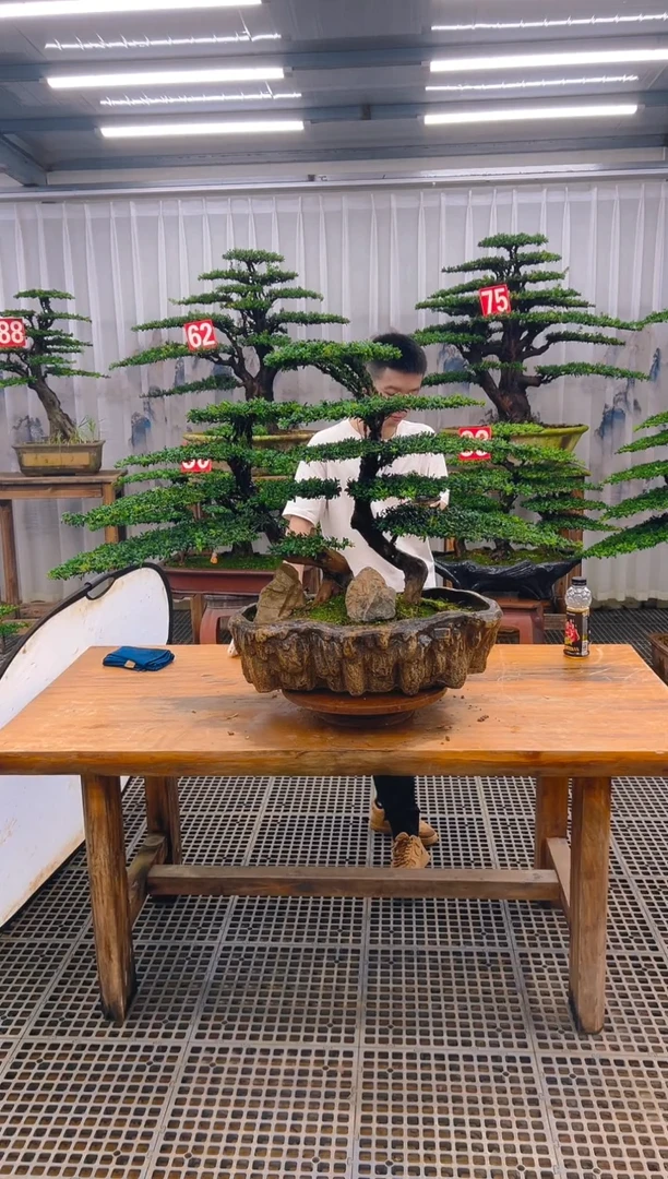 无花朵呵**呵精品盆景直播间一物一拍