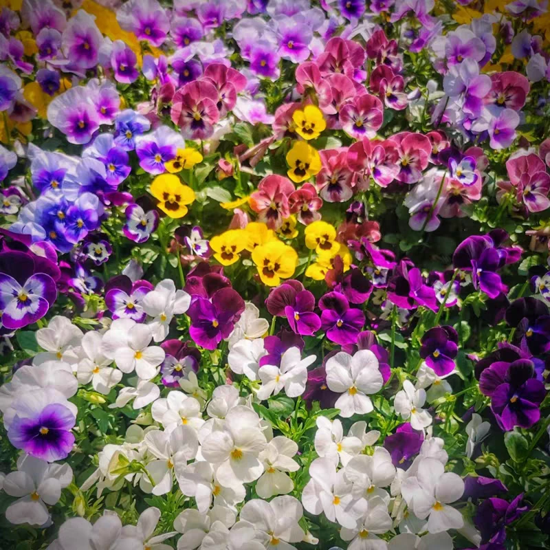 角堇盆栽带花苞三色堇花苗阳台庭院冬季耐寒好养花卉