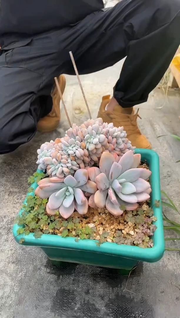 粉兔缀化