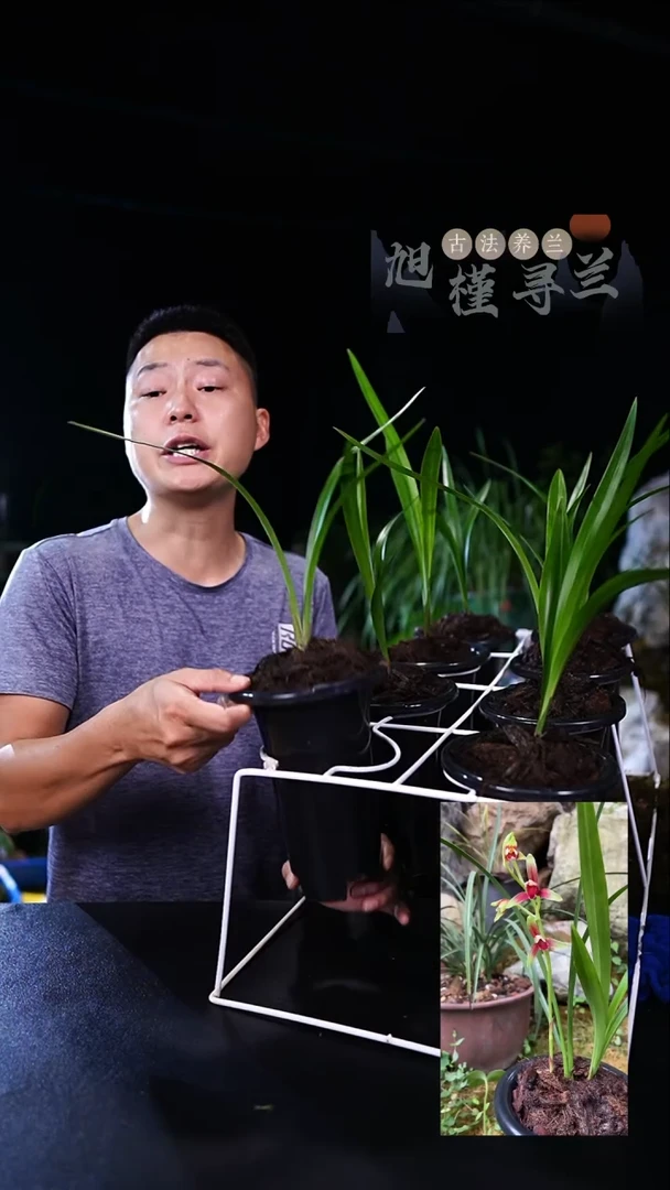 当前无花栽培后可以开花冰****发建兰-国魂（前垄3叶）种好发货