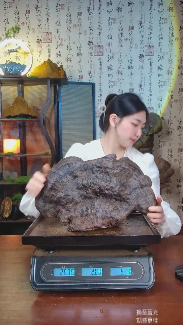 红缘拟层孔菌中国大陆【藏区 野生】红缘树舌（4.94斤）50-60年份