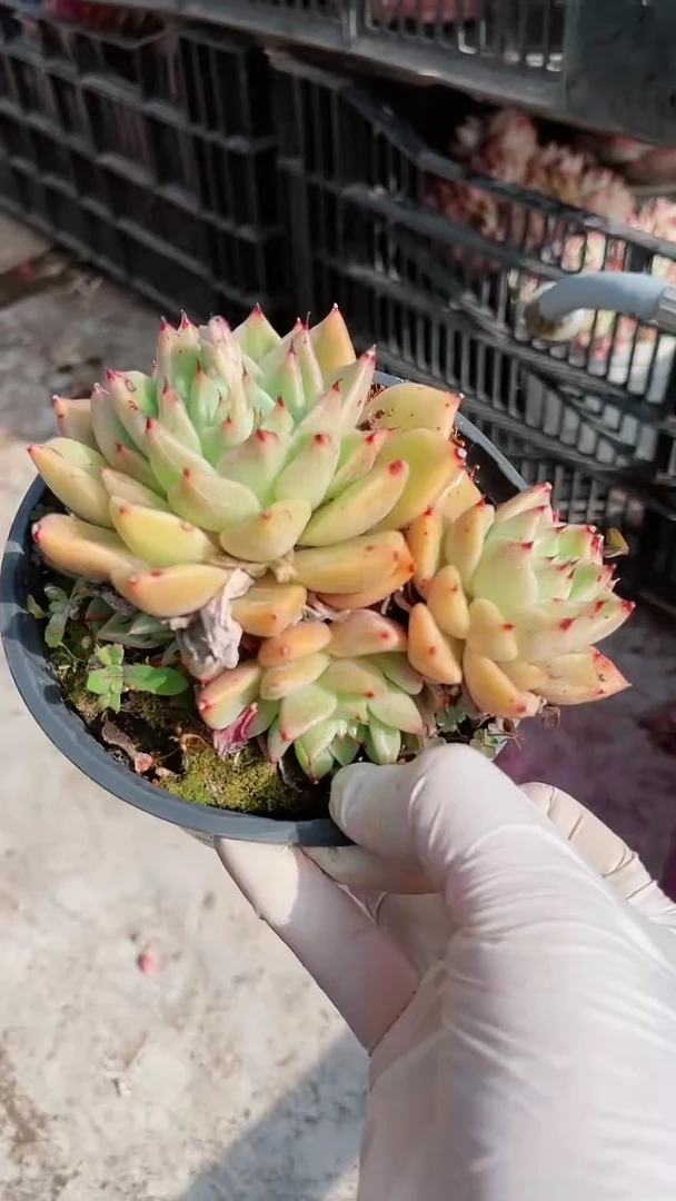 【闪购商品】13278