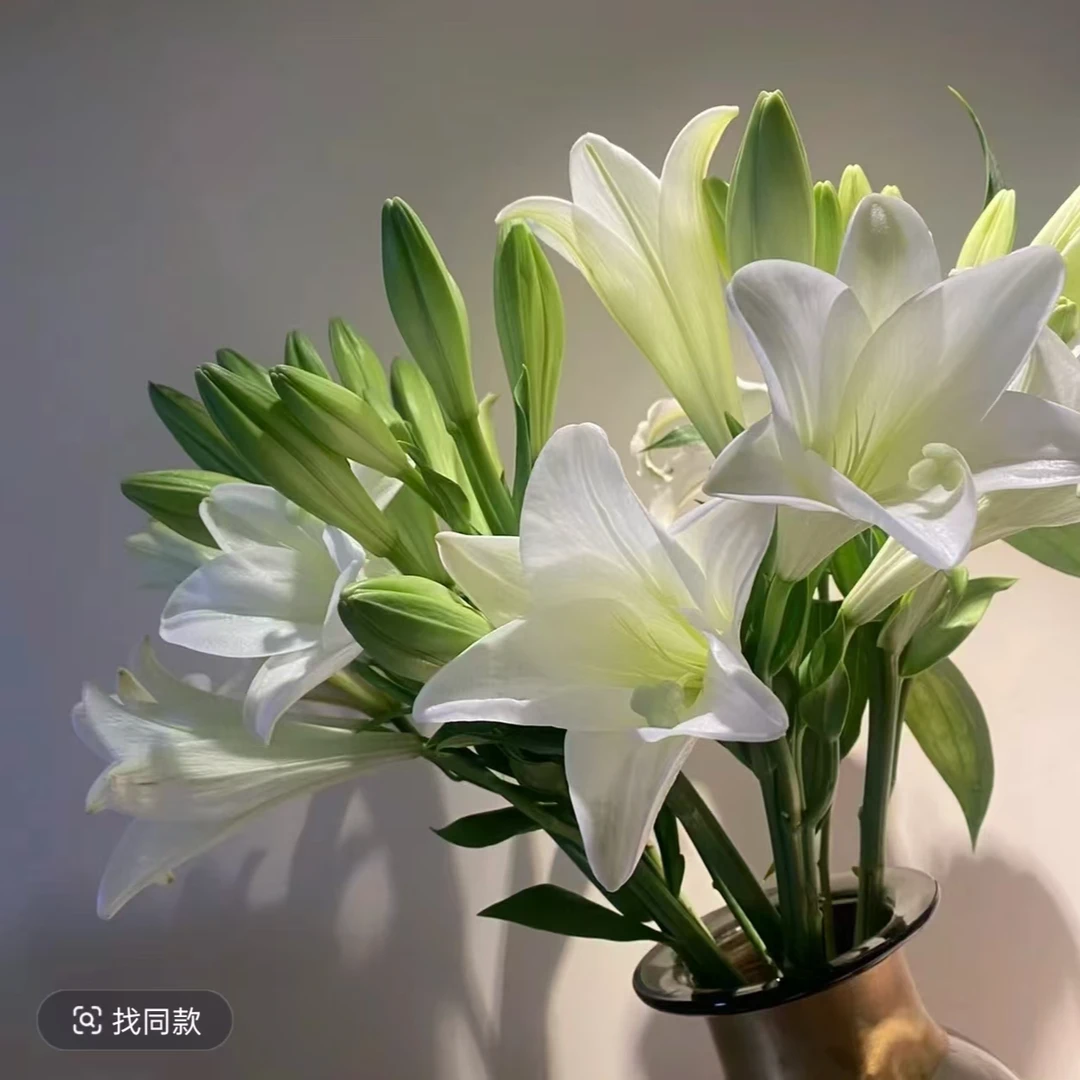 【铁炮】纯白色香水百合花瓶花卉花束鲜花顺丰包邮室内花材家用