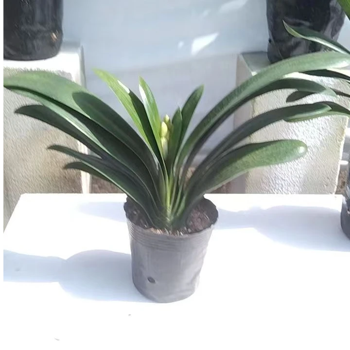 君子兰绿植盆栽客厅阳台四季常青好养易活