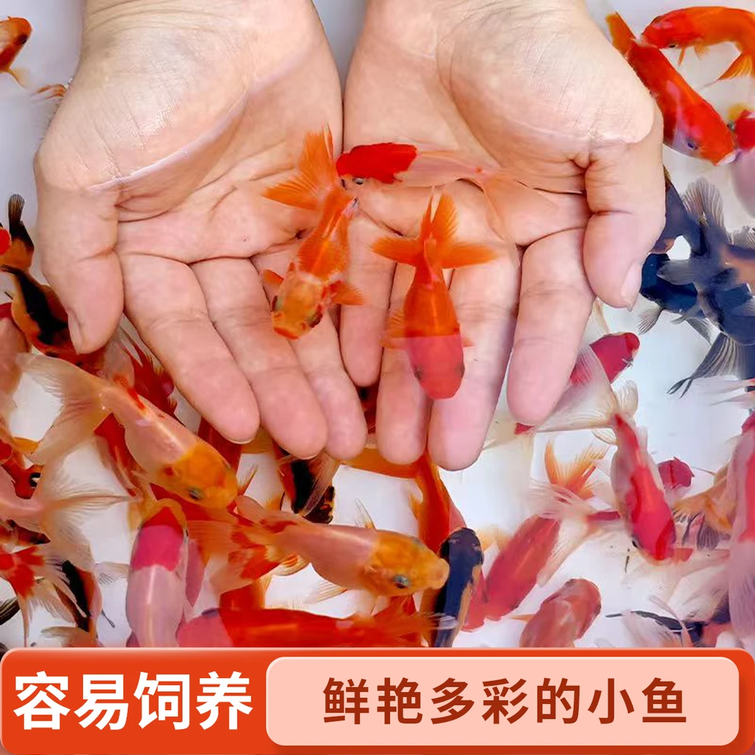 201-3000锦鲤观赏鱼活体冷水淡水鱼小型好养易活
