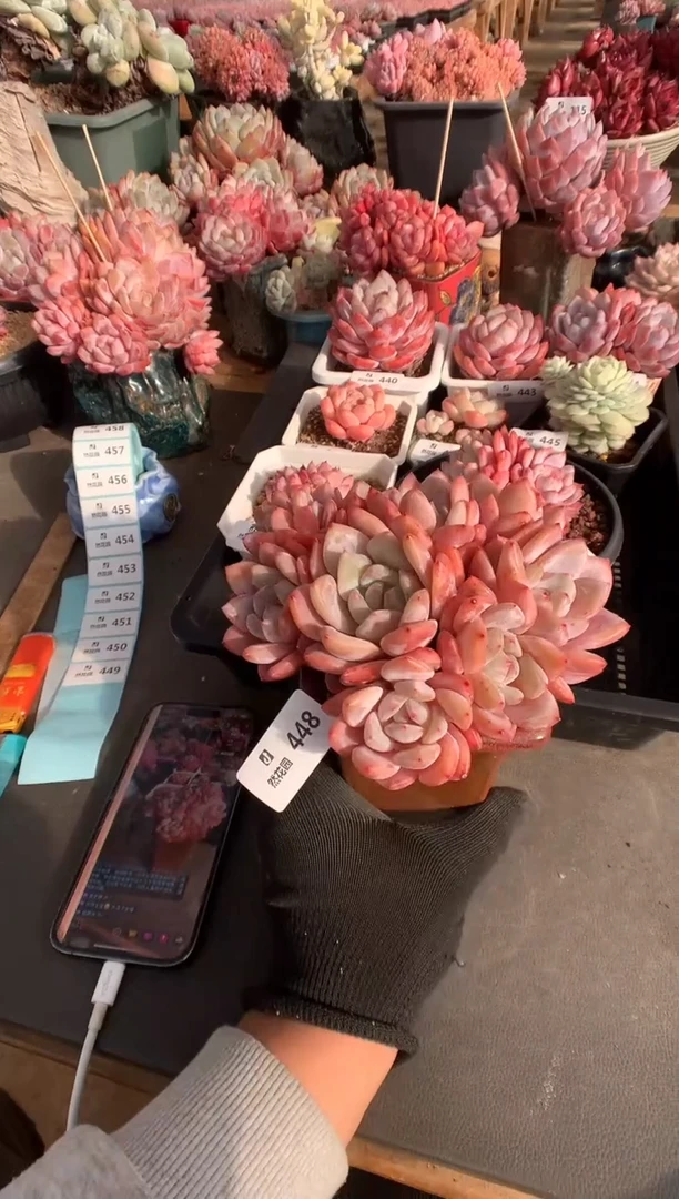 448雪天使无砍多肉植物一物一拍