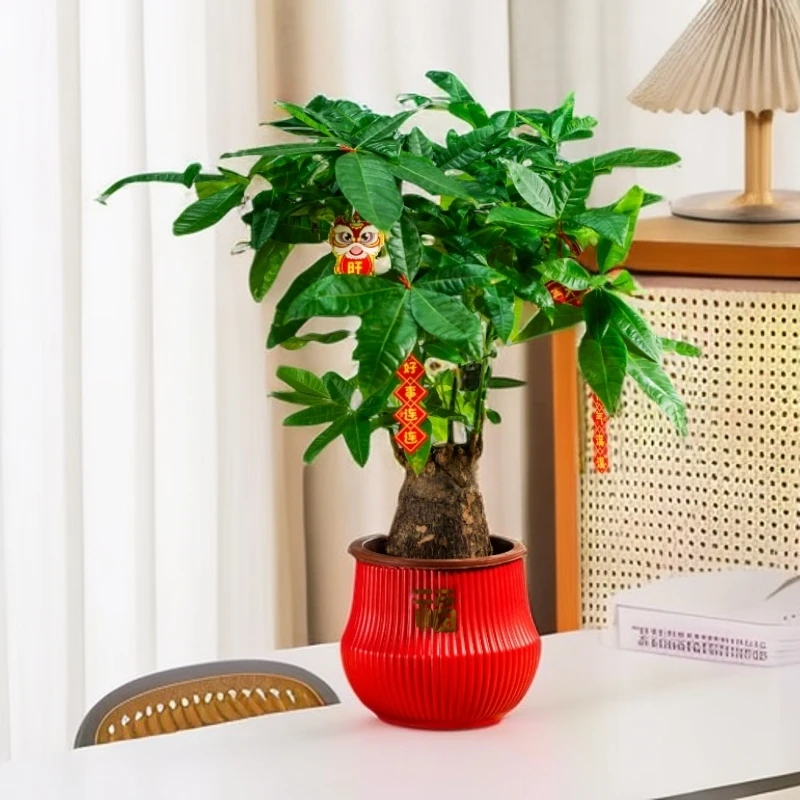 140规格红色宝塔盆大象腿发财树盆栽高40-50cm家居盆景带挂件