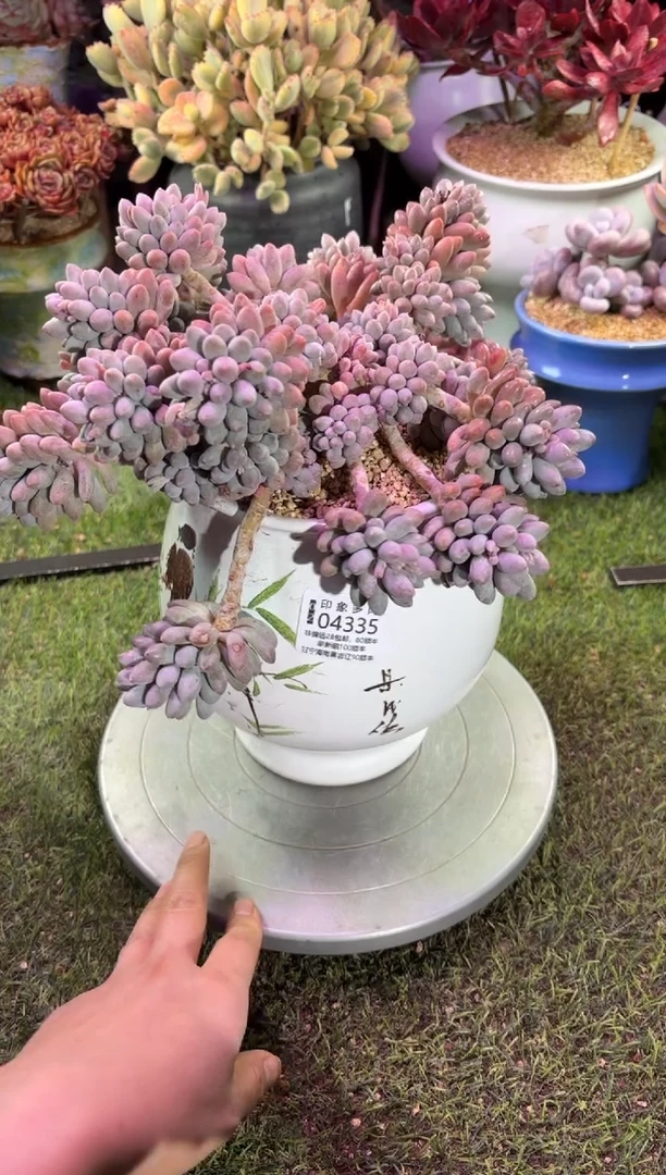 【闪购商品】04335