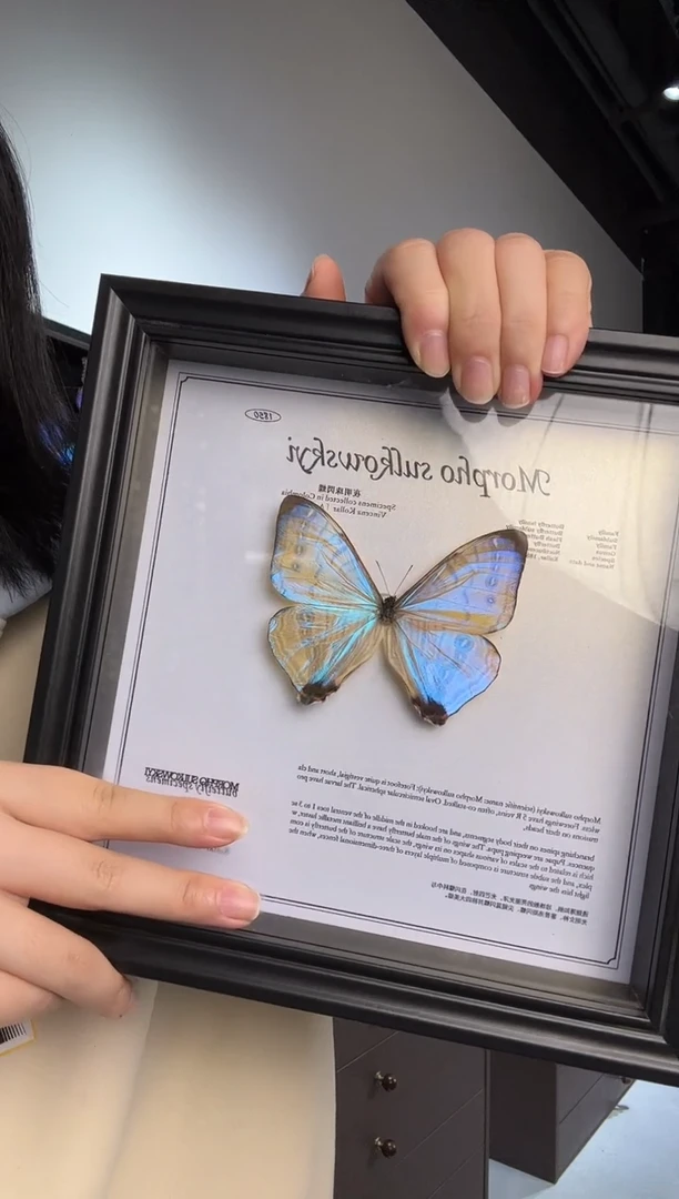 夜明珠闪蝶蝴蝶装饰画8寸框