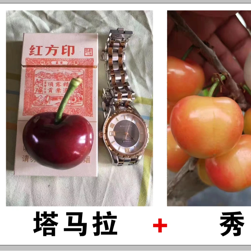 精品品种樱桃苗（1.5公分，塔玛拉，绣珠，无名大黄，斯凯拉雷）