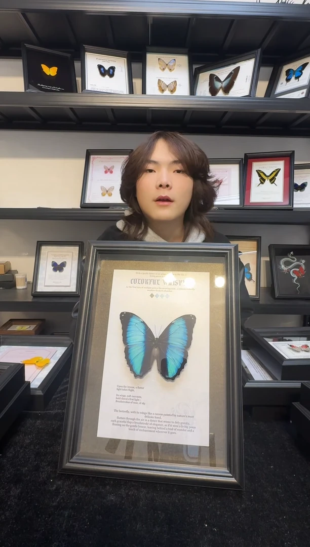 玻璃瑕疵福利真实蝴蝶标本