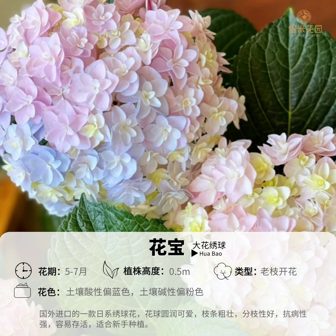 悠米花园【花宝】 4加仑 精致大花绣球盆栽庭院阳台耐热直立
